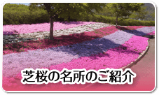 芝桜の名所のご紹介