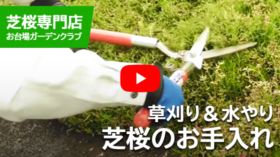 草刈＆水やり 芝桜のお手入れ動画